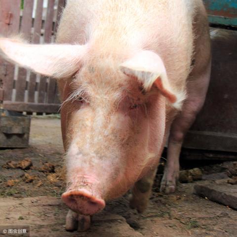 河北唐山今日猪价最新消息,唐山今日猪价涨跌表